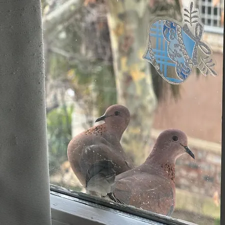 Historic White Mansion Bosphorus & Church View